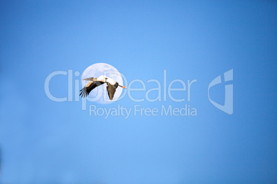 Close to a full moon as a Wood stork Mycteria Americana flies