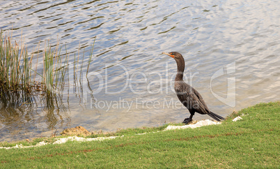 Double-crested Cormorant, Phalacrocorax auritus