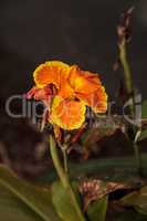 Orange and yellow Canna lily flower