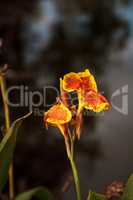 Orange and yellow Canna lily flower