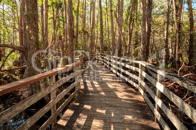 Boardwalk path at Corkscrew Swamp Sanctuary in Naples