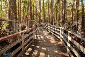 Boardwalk path at Corkscrew Swamp Sanctuary in Naples