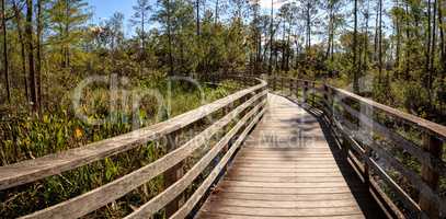 Boardwalk path at Corkscrew Swamp Sanctuary in Naples