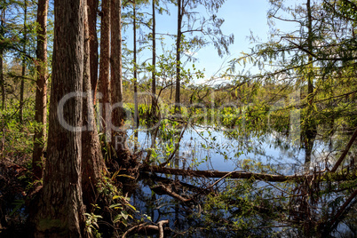 Wetlands in the Corkscrew Swamp Sanctuary