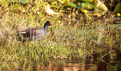 Common moorhen bird Gallinula chloropus