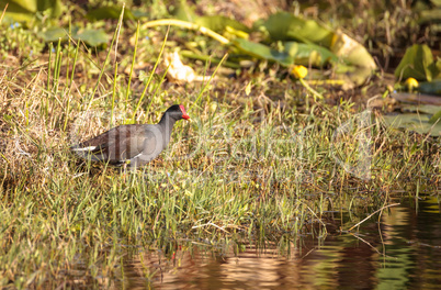 Common moorhen bird Gallinula chloropus