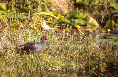 Common moorhen bird Gallinula chloropus