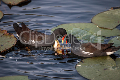 Common moorhen bird Gallinula chloropus