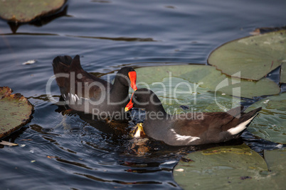 Common moorhen bird Gallinula chloropus