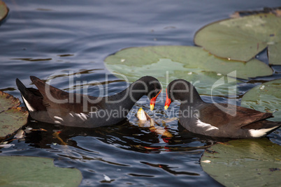 Common moorhen bird Gallinula chloropus