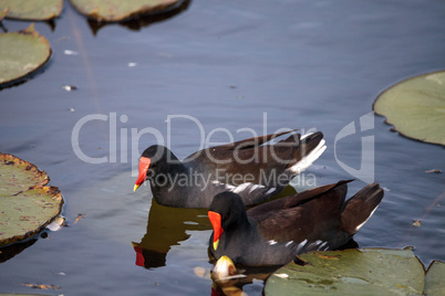 Common moorhen bird Gallinula chloropus