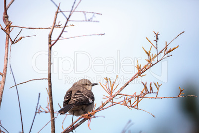 Female pine warbler bird Dendroica pinus
