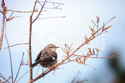 Female pine warbler bird Dendroica pinus