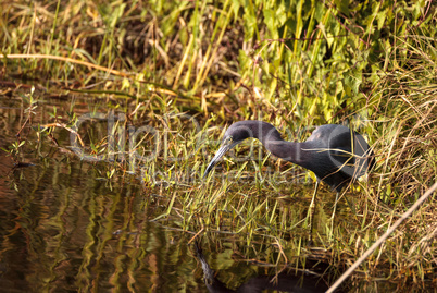 Little blue heron bird Egretta caerulea