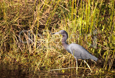 Little blue heron bird Egretta caerulea