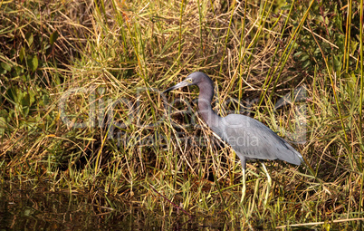 Little blue heron bird Egretta caerulea