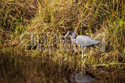 Little blue heron bird Egretta caerulea