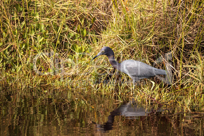 Little blue heron bird Egretta caerulea