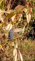 Green heron bird Butorides virescens