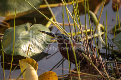 Green heron bird Butorides virescens