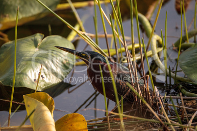 Green heron bird Butorides virescens