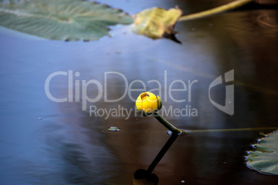 Yellow Pond Lily Spatterdock Nuphar lutea