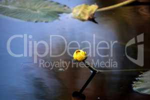 Yellow Pond Lily Spatterdock Nuphar lutea