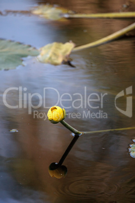 Yellow Pond Lily Spatterdock Nuphar lutea