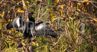 Male Anhinga bird called Anhinga anhinga