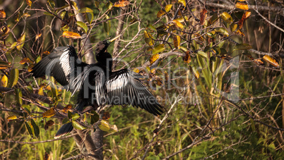 Male Anhinga bird called Anhinga anhinga