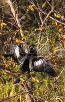 Male Anhinga bird called Anhinga anhinga