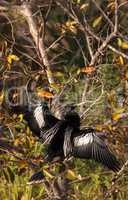 Male Anhinga bird called Anhinga anhinga