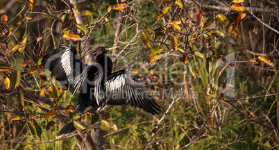 Male Anhinga bird called Anhinga anhinga