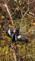 Male Anhinga bird called Anhinga anhinga