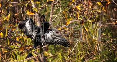 Male Anhinga bird called Anhinga anhinga