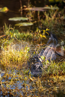 American alligator Alligator mississippiensis