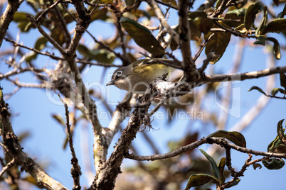 White-eyed vireo bird Vireo griseus