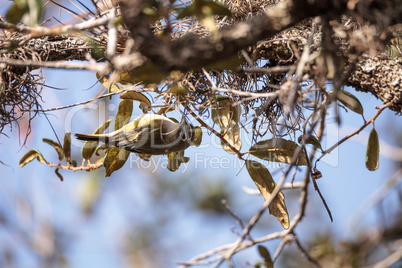 White-eyed vireo bird Vireo griseus