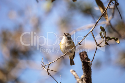 White-eyed vireo bird Vireo griseus