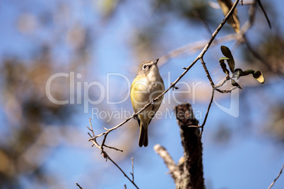 White-eyed vireo bird Vireo griseus