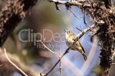 White-eyed vireo bird Vireo griseus