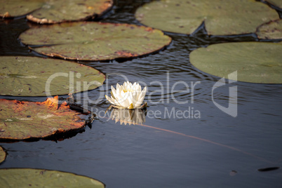 Water lily flower on top of a marsh
