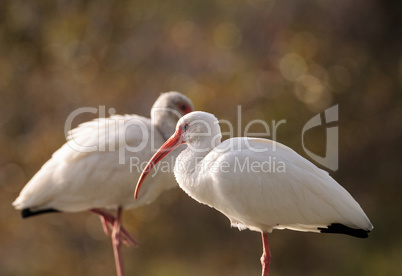 American white ibis Eudocimus albus