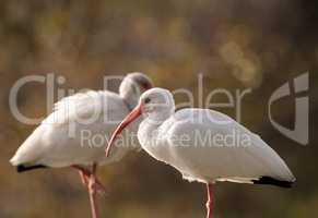 American white ibis Eudocimus albus