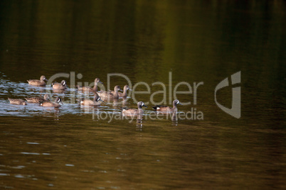 Flock of blue winged teal ducks Anas discors