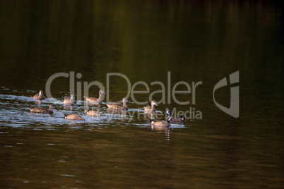 Flock of blue winged teal ducks Anas discors