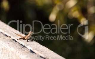 Brown Cuban anole Anolis sagrei perches on a fence