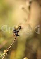 German black bee also called the European dark bee Apis mellifer