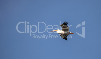 Flying American white pelican Pelecanus erythrorhynchos