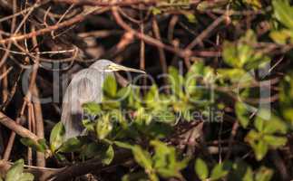 Tricolored heron bird Egretta tricolor hides in a bush